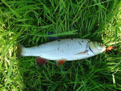 chub — Neman River