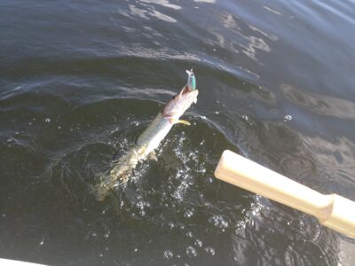 Northern Pike ×7 — Kretuonas