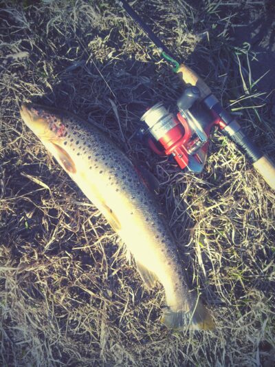 Ocean Trout, 0.9 kg — Venta