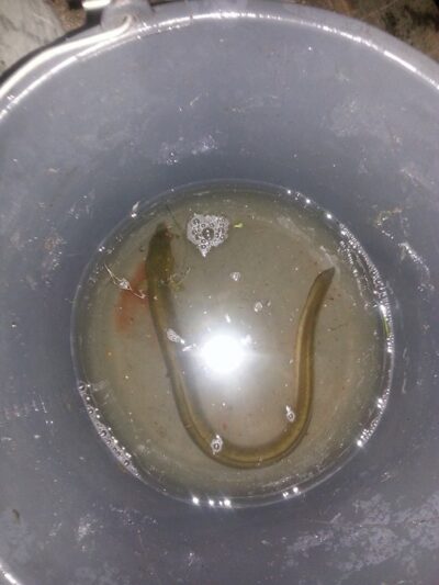 European eel, 0.4 kg