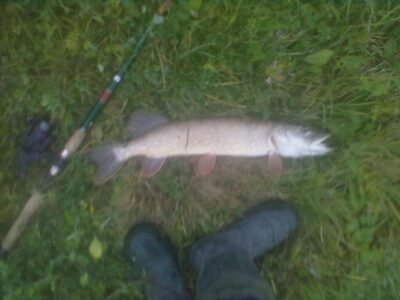 Northern Pike
