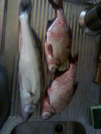 Pike perch, 1.5 kg — Kuršių