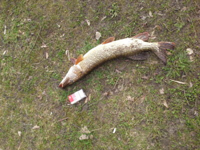 Northern Pike — Sietas