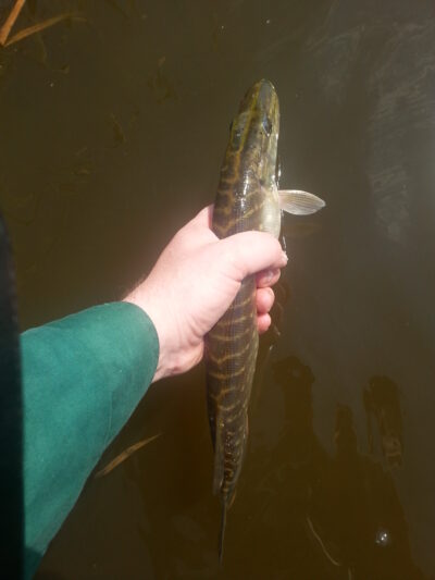 Northern Pike — Janušonių