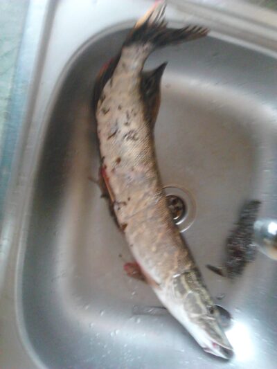 Northern Pike, 0.9 kg — Varėnos m. II-asis