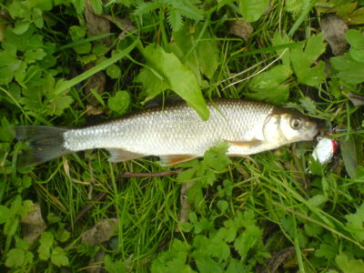 Dace — Žeimena