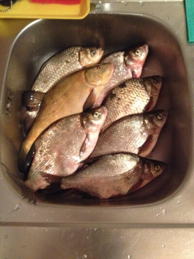Crucian carp ×6 — Kaunas reservoir