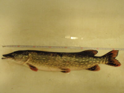 Northern Pike, 2.8 kg