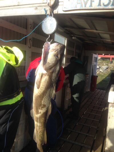 Atlantic cod, 24.0 kg — Norwegian Sea