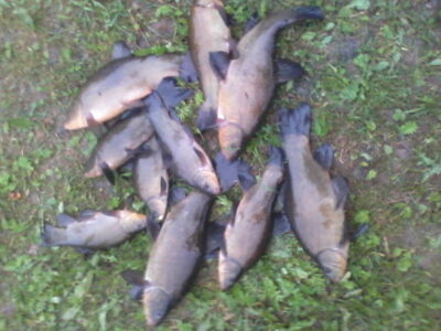 Tench ×10
