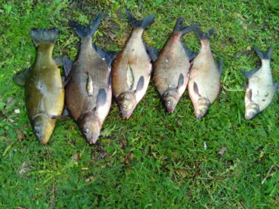 Tench, 1.6 kg — Čičirys