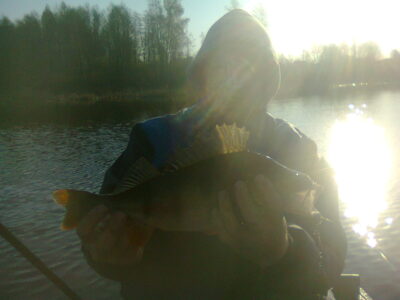 Eurasian perch