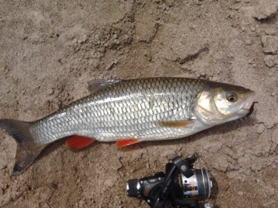 chub, 0.5 kg — Minija