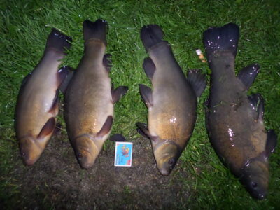 Tench ×4 — Lėnas