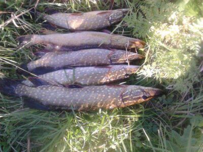 Northern Pike ×5 — Mūša