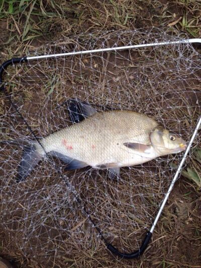 Carp bream ×2 — Neman River