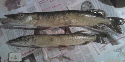 Northern Pike ×2