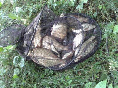 Carp bream, 6.5 kg — Ilgis