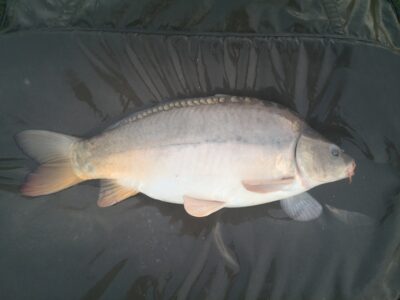 Carp, 8.0 kg