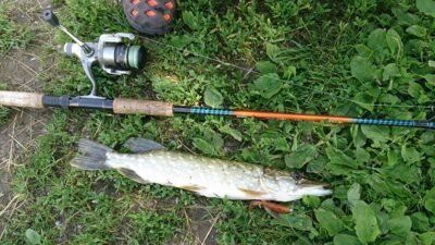 Northern Pike, 0.5 kg — Kražantė