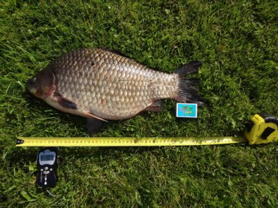 Prussian carp, 3.1 kg
