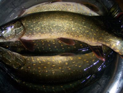 Northern Pike ×5 — Mūša