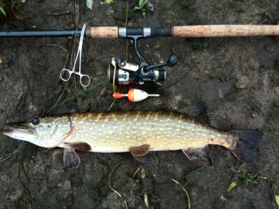 Northern Pike, 1.0 kg — Neman River