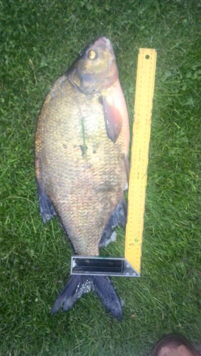 Carp bream, 2.4 kg — Elektrėnai reservoir
