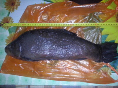 Tench, 2.8 kg