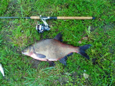 Carp bream ×7 — Čičirys