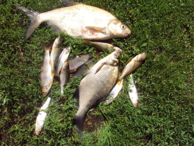 Carp bream — Leiciškių