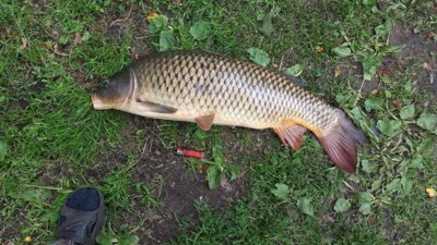 Carp, 8.6 kg — Kryžiškių