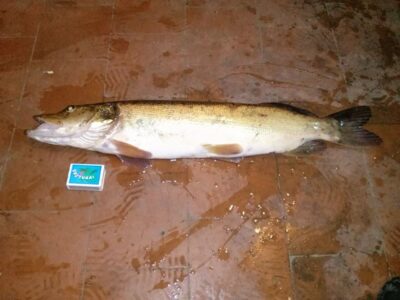 Northern Pike, 1.5 kg — Barstyčių