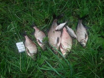 Carp bream ×7 — Nevėža