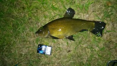 Tench, 1.4 kg — Ubiškės