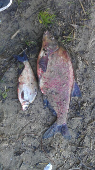 Carp bream, 3.2 kg — Kaunas reservoir