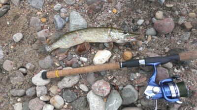 Northern Pike, 0.7 kg — Mituva