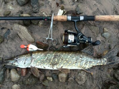Northern Pike, 1.0 kg — Neman River