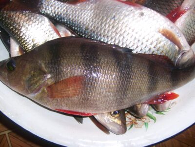 Eurasian perch, 0.4 kg — Lėvuo