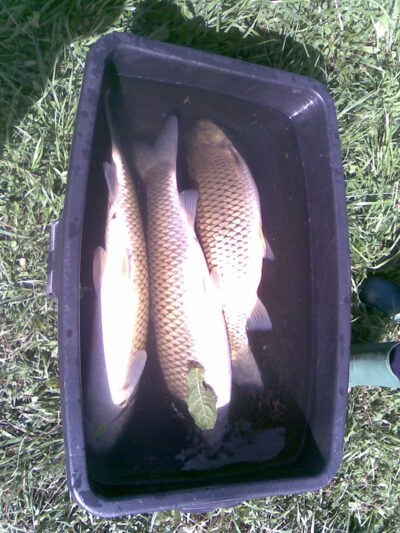 Grass carp ×3