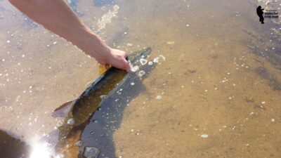 Northern Pike, 1.5 kg — Neman River