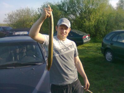 European eel
