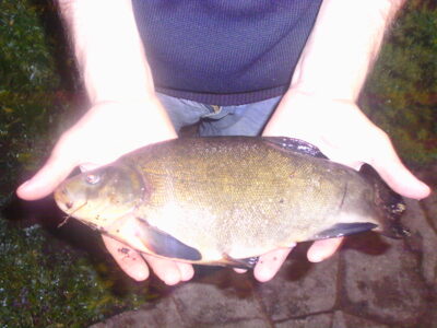 Tench, 1.2 kg — Tapelių