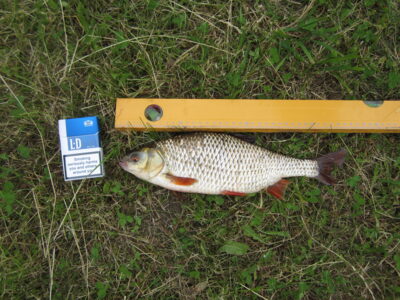 Roach, 0.6 kg — Paežerių