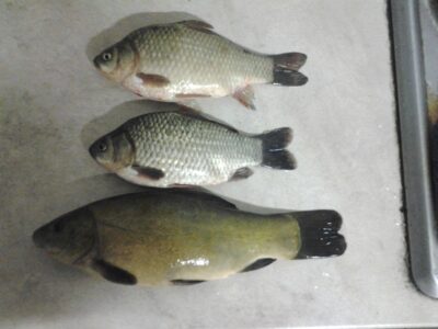 Tench, 0.8 kg — Kaunas reservoir