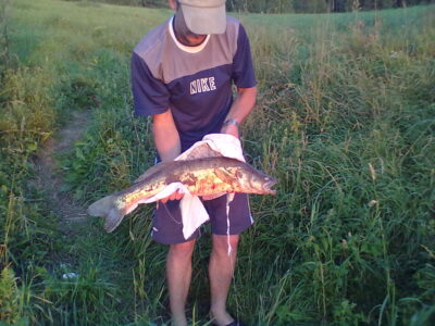 Pike perch, 2.8 kg