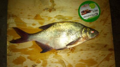 Carp bream, 0.7 kg — Paežerių