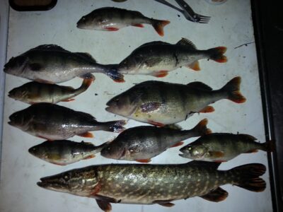 Northern Pike, 1.1 kg — Neman River