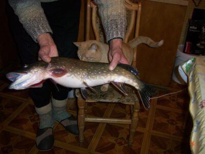 Northern Pike, 3.1 kg — Lėvuo