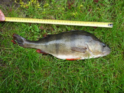Eurasian perch, 1.0 kg — Ubiškės